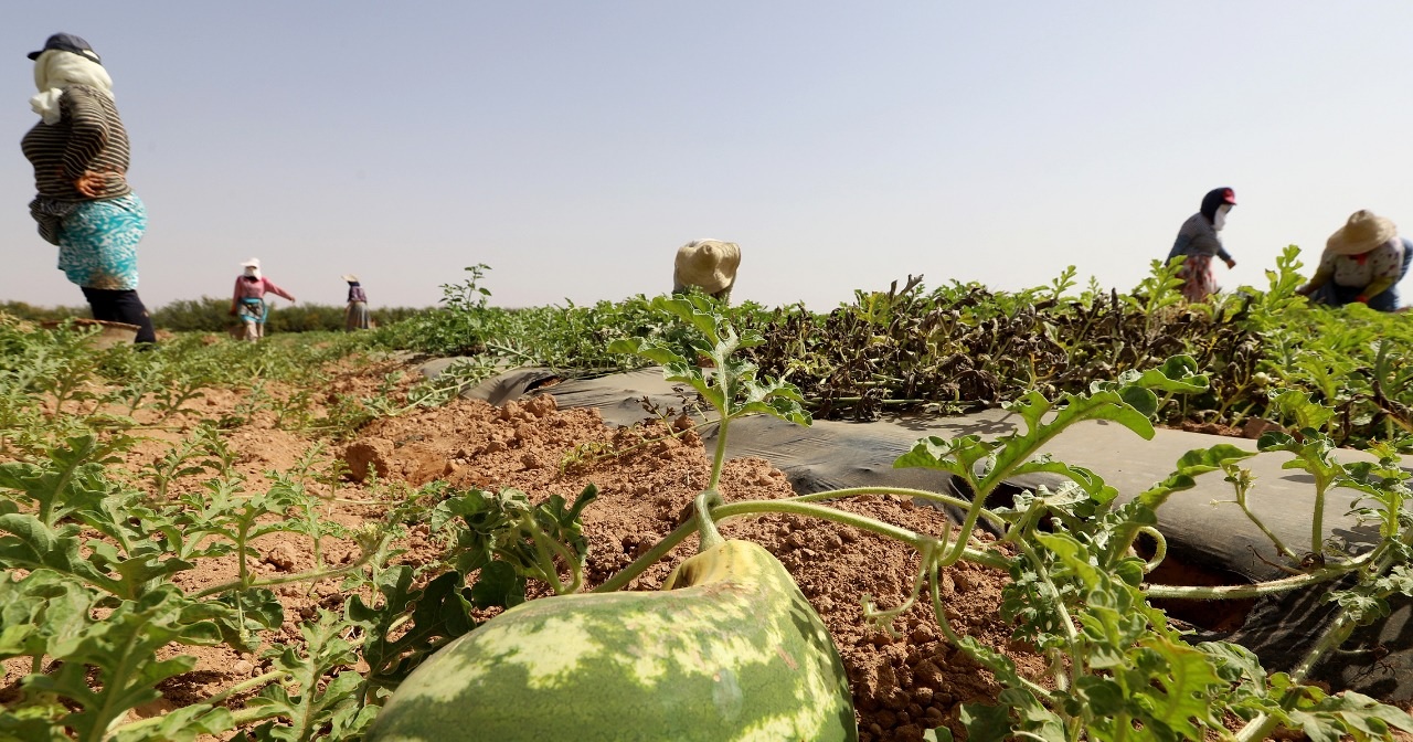 Pastèque : le piège mauritanien