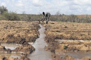 Crise des engrais : Danger sur les campagnes agricoles