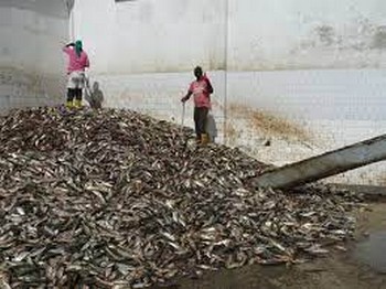 Vers une intense campagne contre les industries de farine de poissons