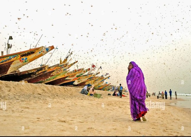 La Mauritanie fait face à une propagation concentrée du criquet pèlerin, risque d’expansion régionale