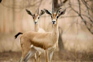 Concertation sur la mise en œuvre du projet de loi sur la chasse et la gestion de la faune sauvage en Mauritanie