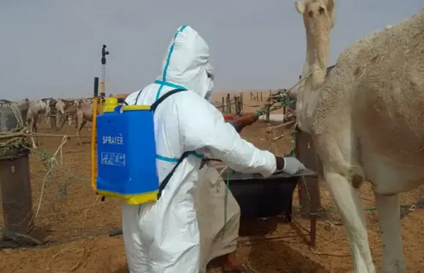 Fièvre de la vallée du Rift : le Syndicat des vétérinaires tire la sonnette d’alarme