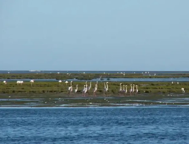 Ministère de l’Environnement : la chasse abusive et la dégradation des habitats menacent les oiseaux migrateurs 